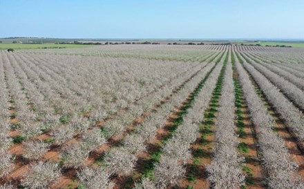 Espanhóis vendem amendoais no Alentejo ao Natural Capital Fund