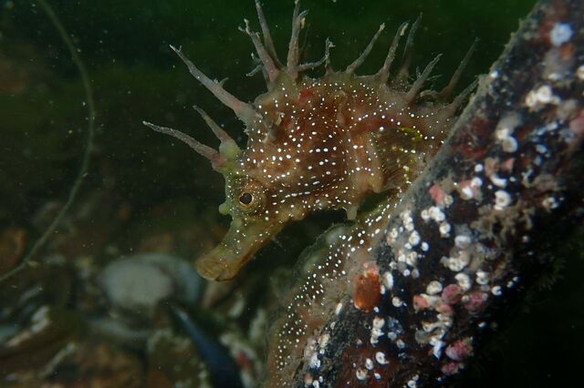 Startup portuguesa angaria verbas para projetos de conservação marinha a nível mundial