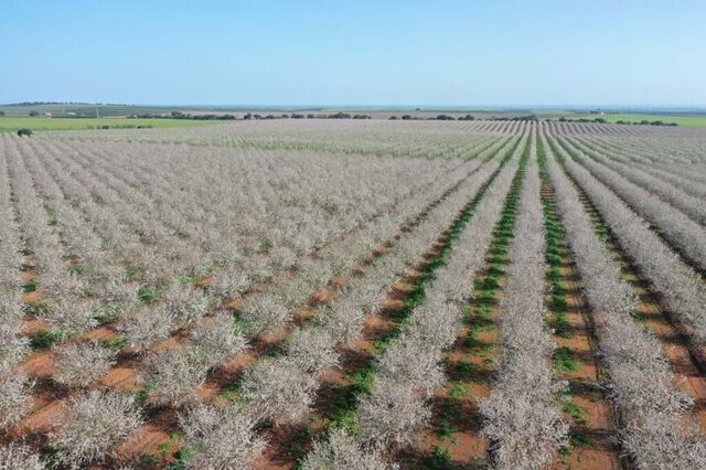 Espanhóis vendem amendoais no Alentejo ao Natural Capital Fund