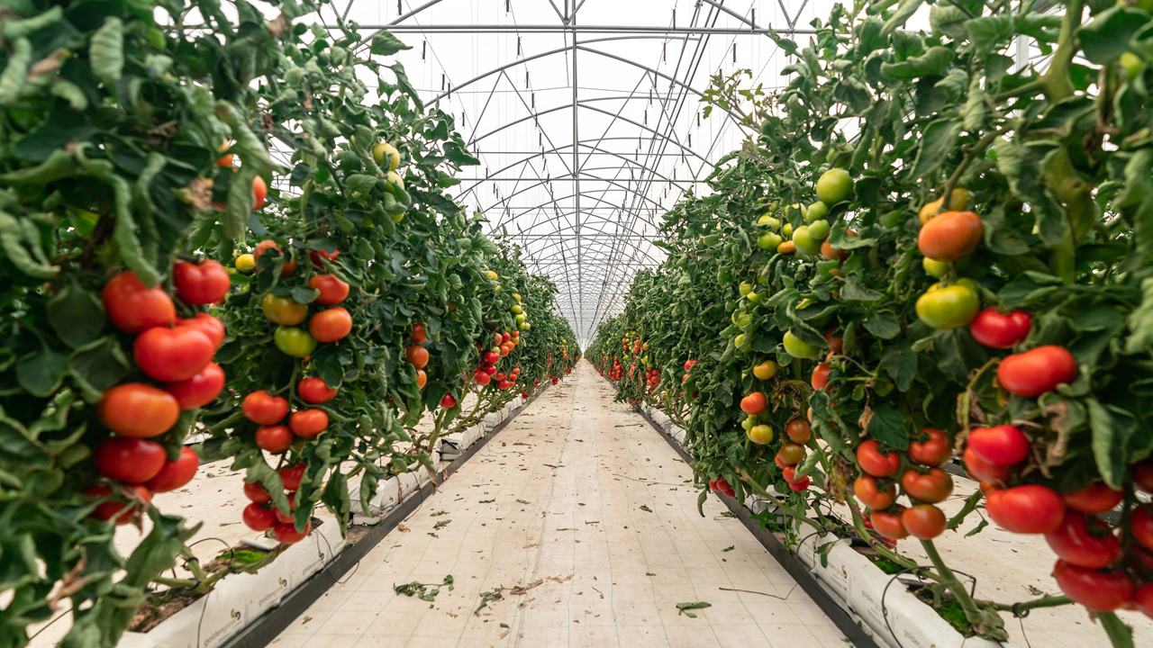 Estufas de tomate do Grupo Patrícia Pilar