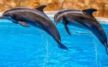 PAN quer fim dos espetáculos com golfinhos e colocação dos animais em santuários marinhos 