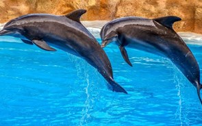 PAN quer fim dos espetáculos com golfinhos e colocação dos animais em santuários marinhos 