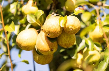 Uma associação com impacto no setor agroalimentar