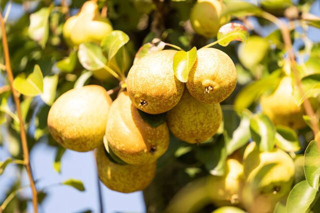 Uma associação com impacto no setor agroalimentar