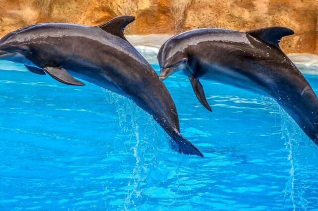 PAN quer fim dos espetáculos com golfinhos e colocação dos animais em santuários marinhos 