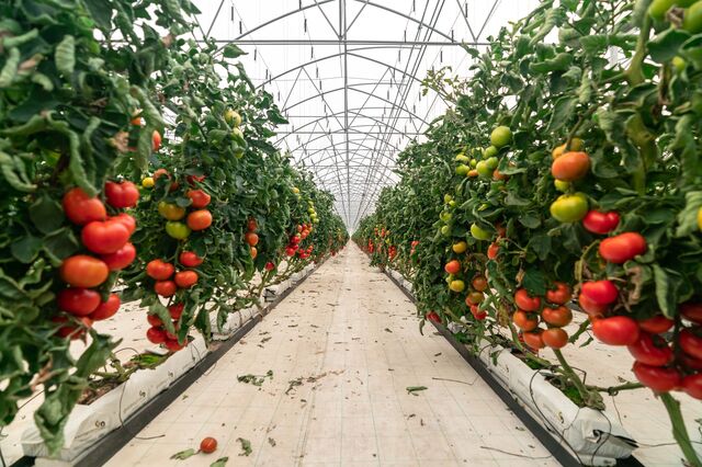 A agricultura tem sido um terreno fértil em práticas inovadoras. Venha saber como