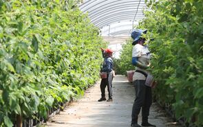 agricultura, agrícola, 