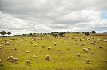 O bem-estar animal é fundamental