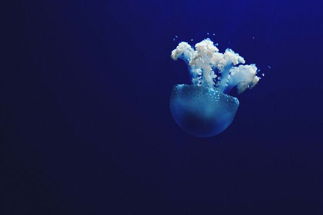 Fundação Oceano Azul apela à ação internacional para proteger os oceanos