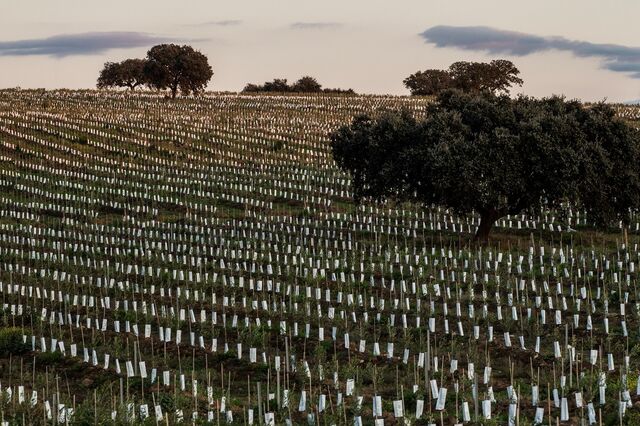 Agricultores algarvios pagam o dobro pela água usada para regar