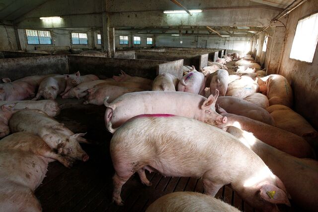 Investigação chinesa a carne de porco da UE “preocupa” setor