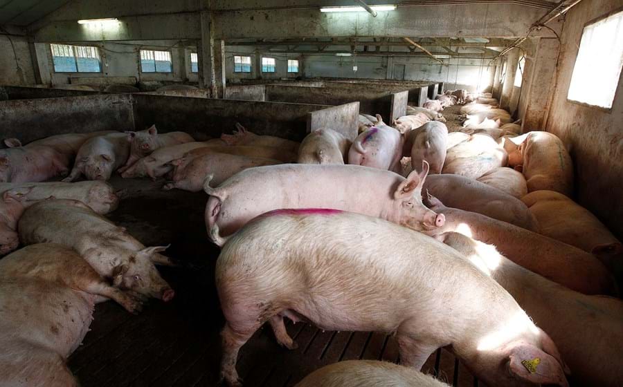 Há 8 empresas nacionais que podem vender carne de porco para a China.