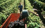 Miranda Sarmento prevê decisão em 'breve' sobre cativação de verbas de promoção de vinhos