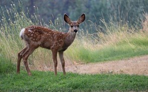 Cascais reintroduz animais no parque natural para combater efeitos das alterações climáticas