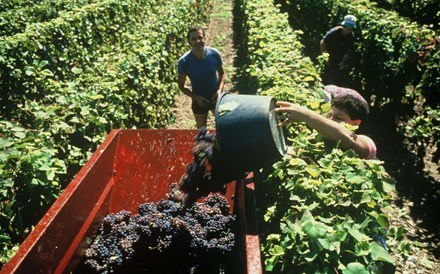 Exportações de vinhos crescem até junho 8,6% em volume, mas só 1,25% em valor