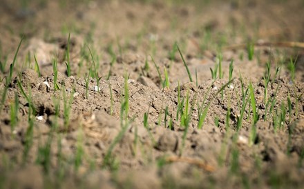 Regenerar será a chave para um planeta sustentável? 