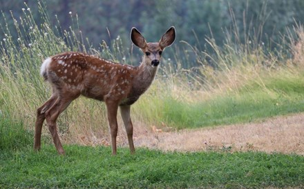 Cascais reintroduz animais no parque natural para combater efeitos das alterações climáticas