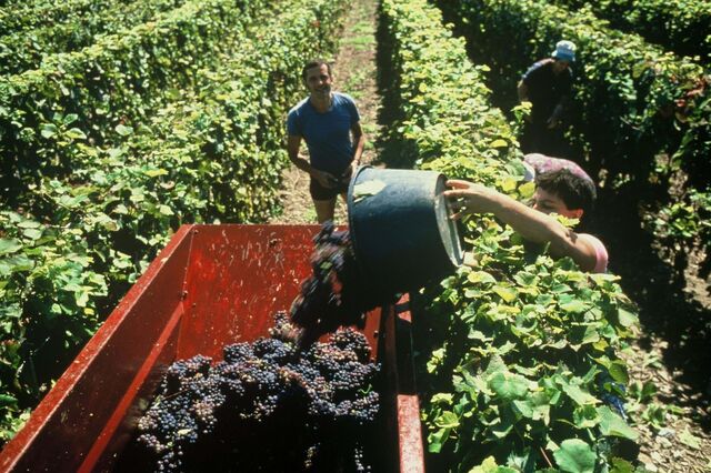 Exportações de vinhos crescem até junho 8,6% em volume, mas só 1,25% em valor