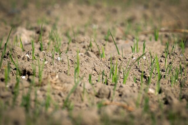 Regenerar será a chave para um planeta sustentável? 