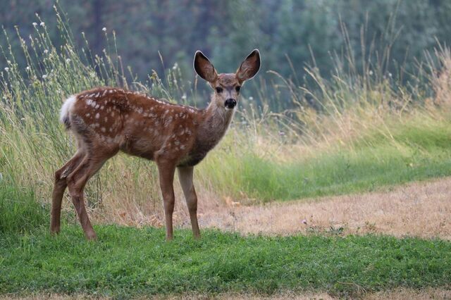 Cascais reintroduz animais no parque natural para combater efeitos das alterações climáticas