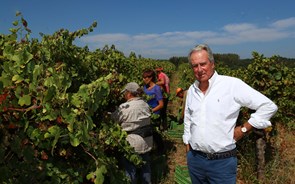 Vinho: “Não faz sentido regras diferentes entre regiões”