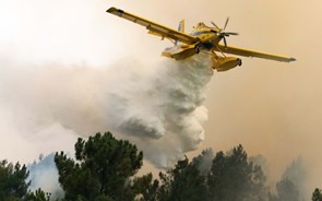 Território europeu coberto por floresta é bastante díspar