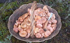 cogumelos