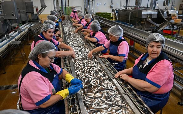 peixe, trabalhadoras