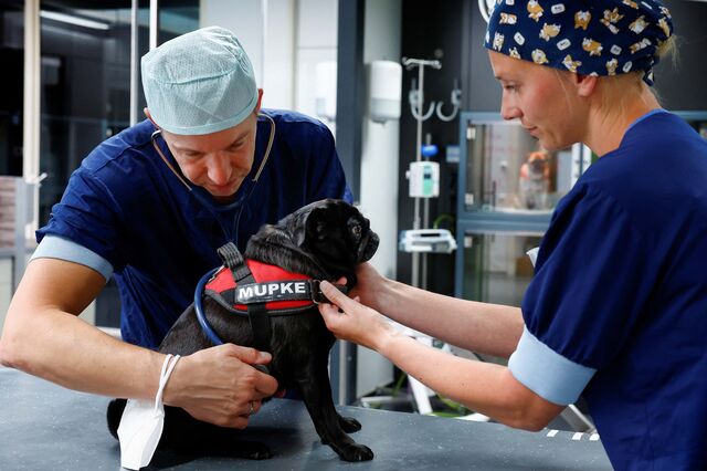 Mercado de seguros de animais cresce rapidamente em Portugal