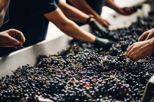 Exportação de vinho teve em outubro o melhor mês de sempre