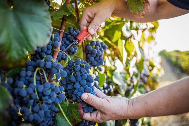 Comissão entrega a Estados-membros medidas de combate a excesso de produção de vinho
