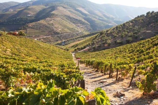 Petição que reclama soluções para a crise no Douro entregue no parlamento