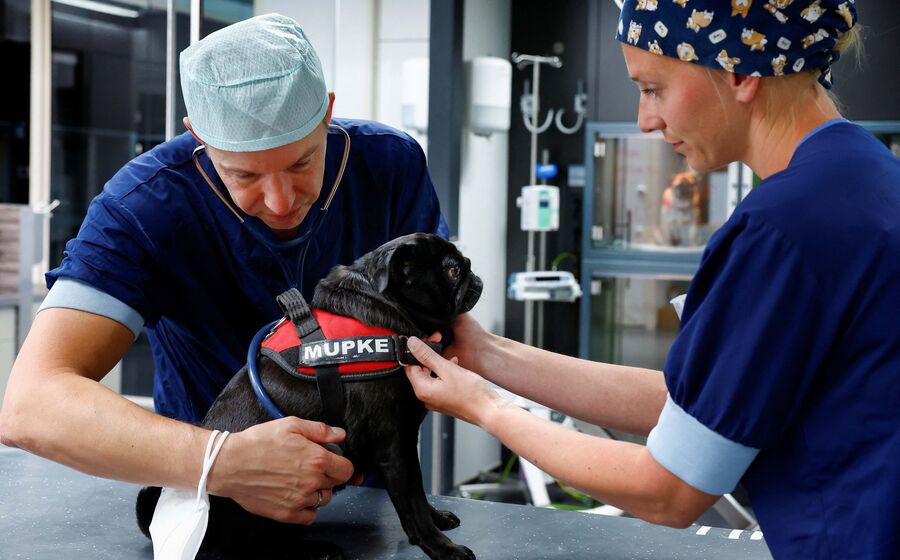 Veterinário Animais Estimação