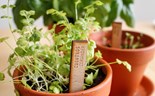 Comer o que se planta na varanda