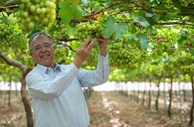 António Silvestre Ferreira, dono da produtora de uvas sem grainha Vale da Rosa.