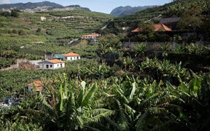 AdC identifica entraves no acesso ao mercado da banana da Madeira