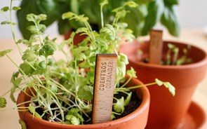 Comer o que se planta na varanda