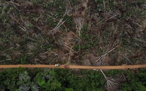 Governo promete apresentar plano de ação para 'valorizar' floresta no prazo de três meses