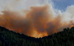 Floresta perto de ser emissora de CO2 em vez de sumidouro devido aos incêndios 