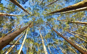 Engenheiros florestais querem pacto de regime para a floresta