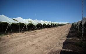 Vale da Rosa admite parceiro para “sonho” de dobrar produção