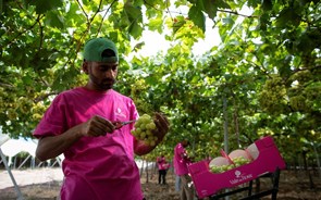 Vale da Rosa aposta em 'mãos' que fora da colheita 'ajudem a desenvolver Ferreira do Alentejo'