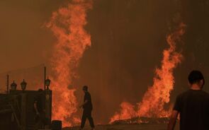 Fogos consumiram 139 mil hectares, 17 vezes a área ardida em 2024