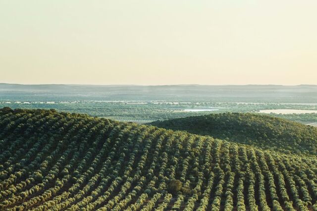 Prémio Nacional de Agricultura: Os prémios e as categorias 