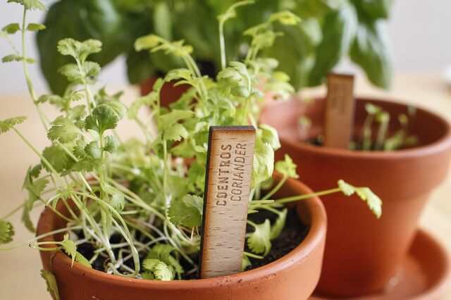 Comer o que se planta na varanda