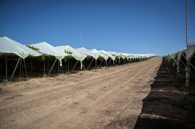 Vale da Rosa admite parceiro para “sonho” de dobrar produção