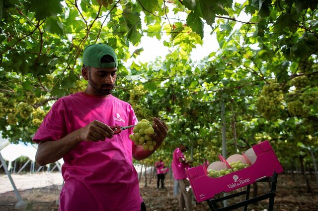Vale da Rosa aposta em 'mãos' que fora da colheita 'ajudem a desenvolver Ferreira do Alentejo'