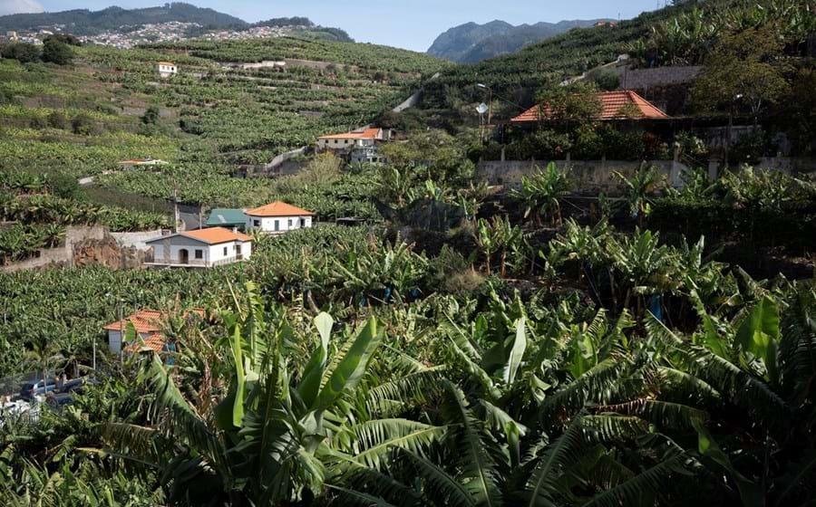 Desde a criação da Gesba, em 2008, não existe nenhuma organização de produtores de banana na Madeira.