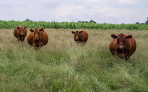 Planos nacionais de agricultura não são tão 'verdes' como as novas ambições da Política Agrícola Comum