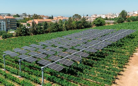 Uvas à sombra de energia solar? Galp quer testar sabor do vinho